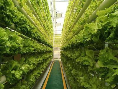 從田間地頭到餐桌前沿 蘭陵菜博會架起蔬菜新品種與魯菜預制菜的滬魯之橋